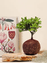 Bonsai Kokedama Osaka en Piedra